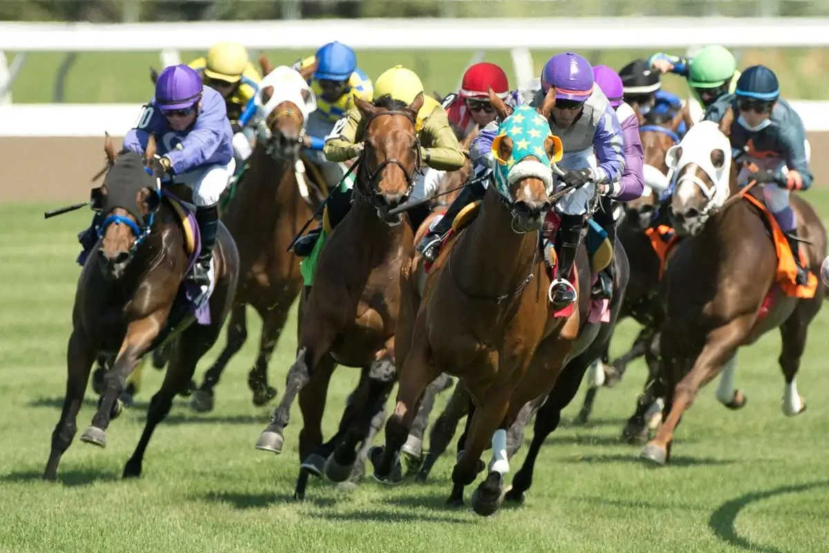 Horses running in the Breeders' Stakes race at Woodbine
